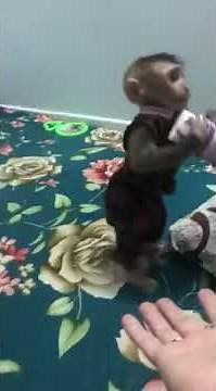 Instructions To Train Baby Monkeys To Obey, Take Toys And Walk On Two Legs