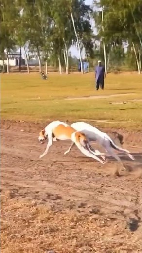 Two Greyhounds Explode Off the Start! 🐕💨 #dogs #animals #wildliferescue #huntingdog #gundog #hound