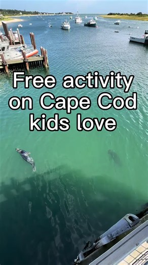 Cape Cod Seal Watching in Chatham: What to See and Where to Go