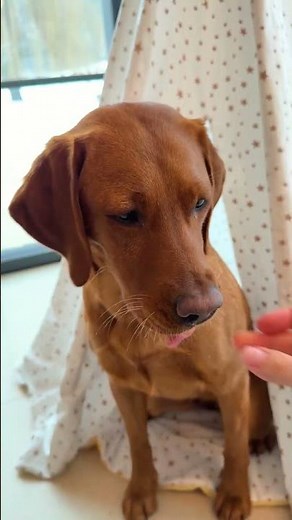 Supporting a Dog's Sensitive Gut