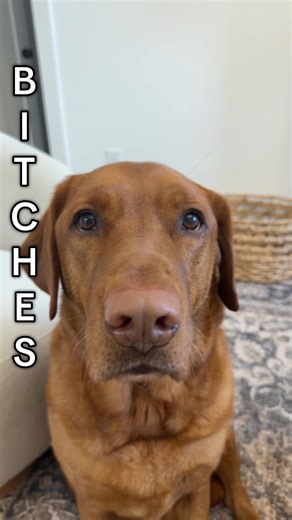 Makes me cry every day #lab#dog#wholesome#sadness#labrador | labrador