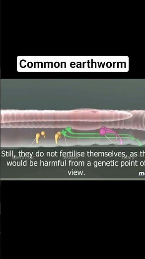 the anatomy of annelids is demonstrated through the example of the