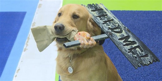 Annual Trick-or-Treating for Dogs event expecting record numbers