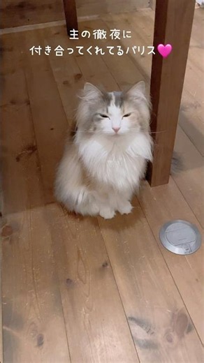 なんかちょっとスッピンっぽい感じなところも可愛い🩷 #ノルウェージャンフォレストキャット #猫 #猫のいる暮らし