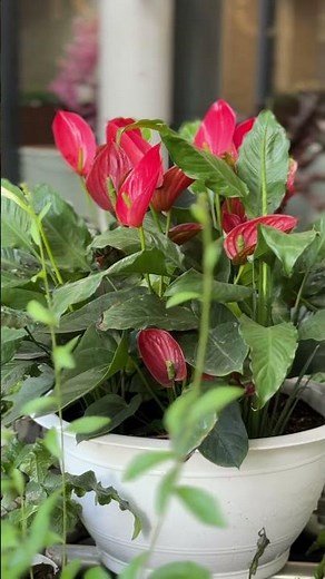 Hồng Môn: Biểu tượng của sự may mắn | Beautiful Anthurium Plant #tronghoa #lamvuon #nhachaymoingay