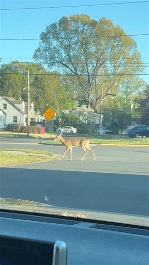 God bless all animals🦌#godisgood#nature#deer#deerseason#godscreation#godslove#animalshorts#animales