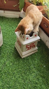 Complete Detailed Story Of Simba From Rescue to Adoption😻🐈❤️ The purpose of this video is to show his journey so that it motivates everyone for adoption😊 We can make their lives better🙏 #adoptdontshop | CheetoSimba