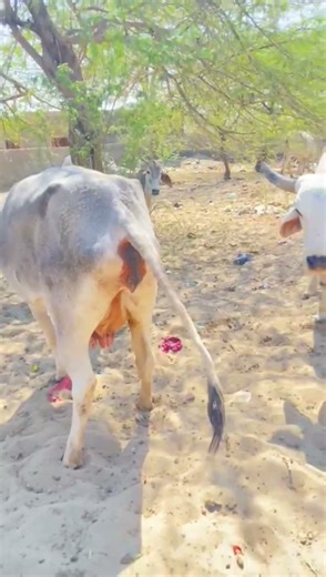 cow and Bull amazing sounds styles 🤣