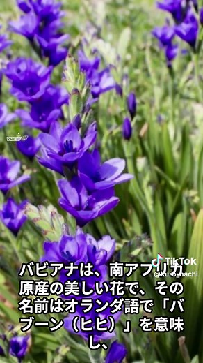 6月6日の誕生花『バビアナ』の魅力