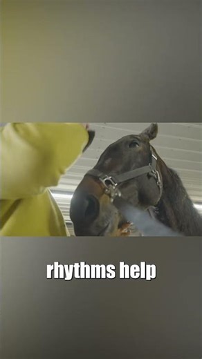 Why Horses Love Routine (It Keeps Them Calm)