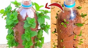 632K views · 7.2K reactions | Grow Mint Vertically | Gardening & Farming | Facebook