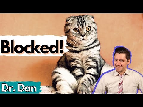 Blocked Cat Explained. Veterinarian covers symptoms, diagnosis, and treatment.