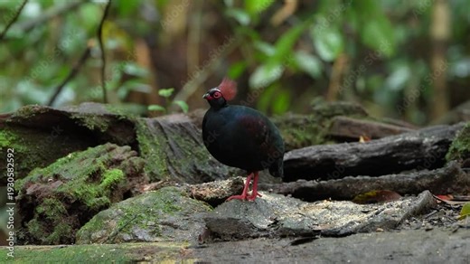 Crested Partridge (Rollulus rouloul) foraging on the forest floor. Native to Southeast Asia, it is noted for its red crest, iridescent plumage, and role as a seed disperser