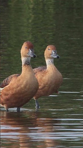 Fulvous Tree Duck Bird Sound Video Peaceful Nature Sounds