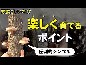 【簡単】誰でも楽しく育てるポイント【原木しいたけ屋が教えます】