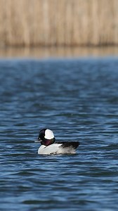 Buffleheads, butterballs, bubblegum feet, bumblebee duck…. Whatever you want to call them, they are a gorgeous bird !! - - - #wildlife #wild #duck #waterfowl #ducks #waterfowlphotography #bird #wildfowl #nature #bufflehead | Matthew Bielski
