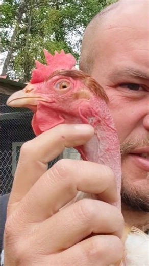 Naked Neck Chickens