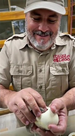 Baby Snake Hatching From Egg! 🐍🥚 | Incredible Reptile Birth Moment