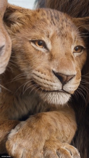 Prendi posto nel cerchio della vita e scopri le origini di Mufasa. #Mufasa: Il Re Leone è solo al cinema. | Disney