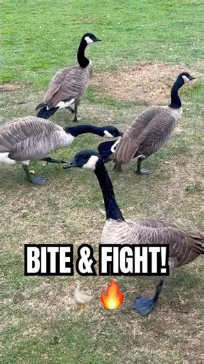 BITE & FIGHT! 🪿🔥 Goose Battle in Action!