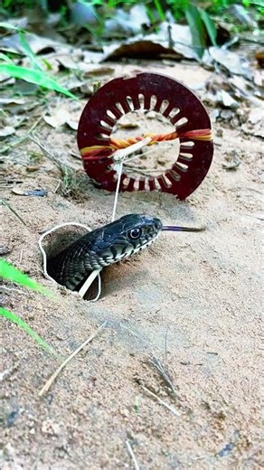 Snake Emerges from Mystery Hole! #Shorts #Snake #wildlife