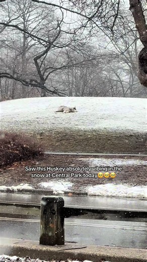 So happy🥹😭 I canttttt #newyorkcity #huskey | husky in the snow