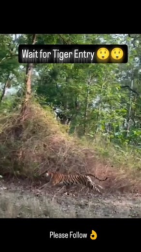 154K views · 2.1K reactions |  Tiger vs Leopard – Ranthambore’s...