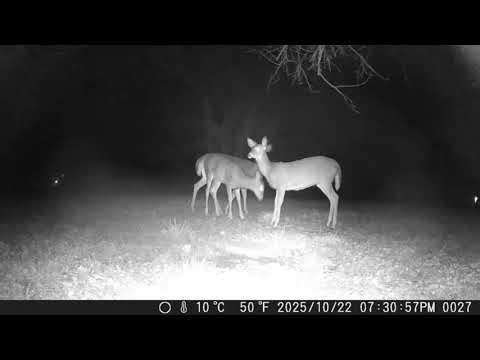 Archive Files of Trail Camera Compilation 20251027 A