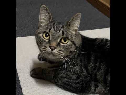 【FXライブ】近く動くかもです、退場状態どうするか😿トランプ相場大波乱、オージー円ロング