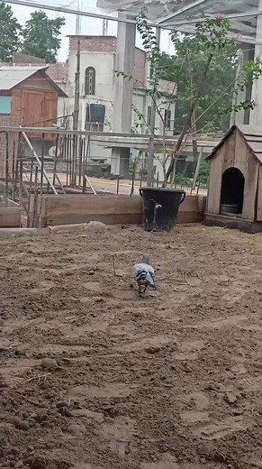 The male bird is gathering straw to build a nest 💕 | Sami Loft & FarmHouse