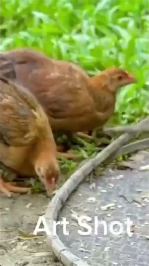 Big python will swoll the hens