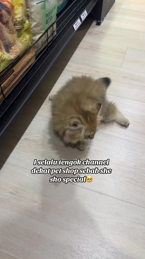 Adopting a Wobbly Cat: Inspiring Rescue Story