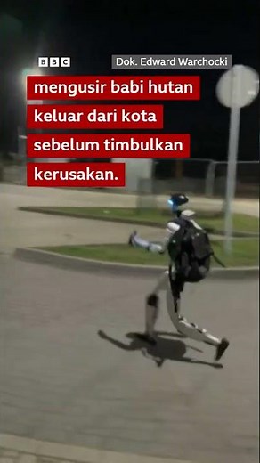 Robot yang terkenal karena aksinya mengusir babi hutan - BBC News Indonesia