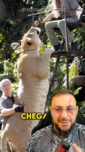 Conheça o Liger e o Tigon 🦁🐅 O híbrido de tigre com leoa e o de leão com tigresa. O Liger chega a quase 4 metros graças ao vigor híbrido; já o Tigon fica menor que os pais. | Biólogo Henrique o Biólogo das Cobras