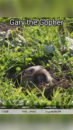 meet Gary the Gopher