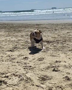 Marilyn Mamas is just a beach babe in the making!...