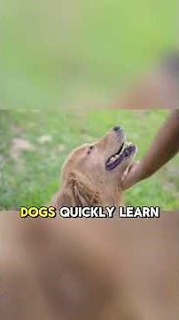 They’re Not Just Kissing You 😳 | Why Dogs Lick You | Dog Behavior Explained