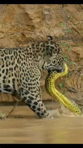 Epic Jaguar vs Yellow Anaconda: A Nature Survival Clash