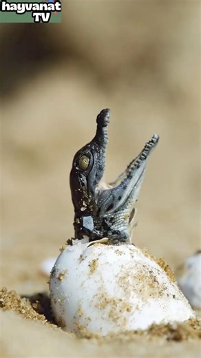 From Egg to Life 😳🐊
