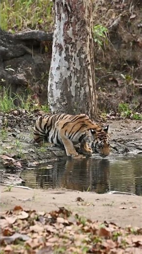 Why are Tigers Respected and Feared in Asia? #animals #wildlife #tiger