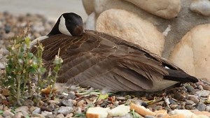 Man charged with driving over, killing goose