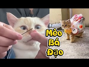 ✅Mèo Con TẤU HÀI CỰC MẠNH – Xem Cấm Cười 😂🐱