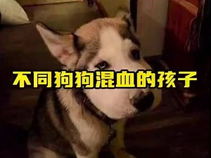 不同品种的狗子结合，生出来的狗子 #混血狗子,混血狗生出来的孩子- 抖音