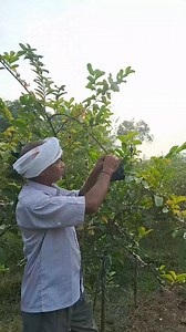 1.4M views · 18K reactions | Thai ଧଳା ରଙ୍ଗର ପିଜୁଳି। Osm Taste and Quality #Odisha #organicgardening #farming | Rabi Organic Farming | Facebook