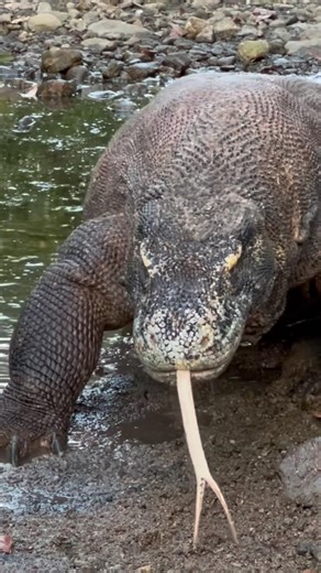 ☠️😬The Real-Life Dragon🐉- #americanviewers #komodo #komododragon #wildlifeentertainment #wildlife