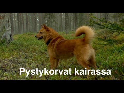 Pystykorvat kairassa. Elokuva metsästyksestä suomenpystykorvalla (v.2013)