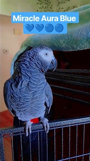 Miracle Aura Blue 💙 African Grey Congo parrot 🐦🩵