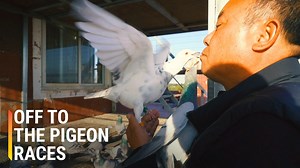 Introduced to China in the 1930s, pigeon racing is a popular sport among the older generation. China now holds over 10,000 races a year, with some offering prizes as high as $1 million. Dong Xiaobo is a pigeon trainer in Beijing and spends more than $85,000 a year on his birds. For Dong and his team, it’s more than just a sport—it’s a passion. | Goldthread