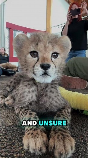 How a Baby Cheetah Meets Its New Family – Heartwarming Moments!