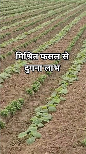 मिश्रित फसल से दुगना लाभ| mixed Cropping Benefits #mixedCroping #croppingSystem #khetibadi #kheti